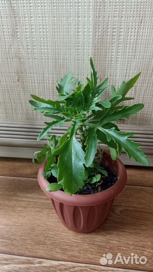 Сингониум, хавортия, алоэ, пуансеттия, рео