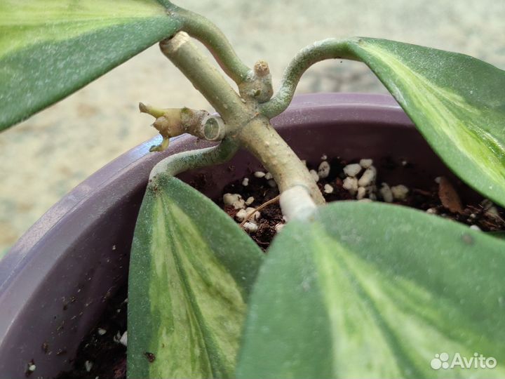 Хойя керри спот центр. Хойя Бахой