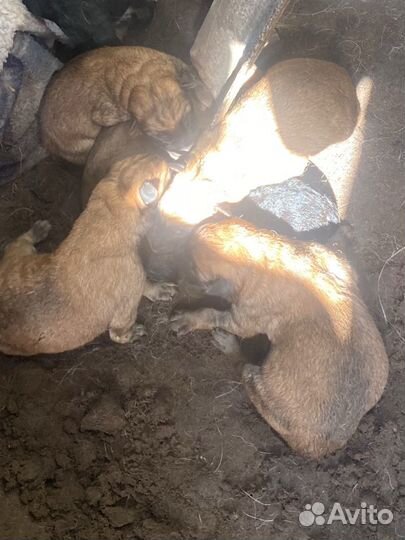 Щенки помеси бельгийской и немецкой овчарки