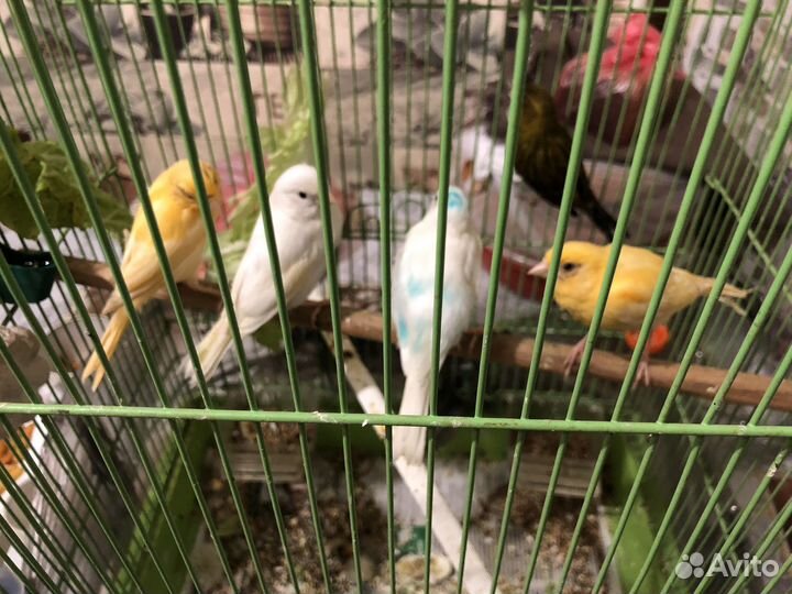 Молодые кеноры