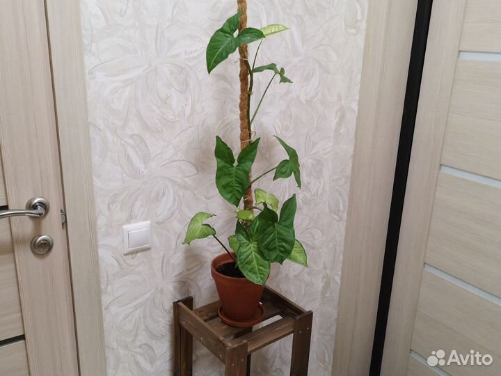 Сингониум + подставка для растений + опора