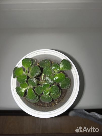 Аихризон (дерево любви и счастья)