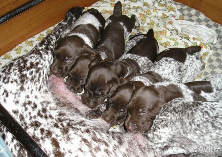 Щенки курцхаара