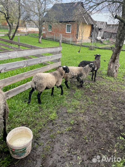 Баранчик на племя