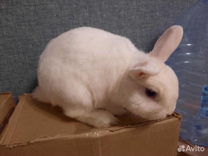 Декоративный кролик мальчик для вязки