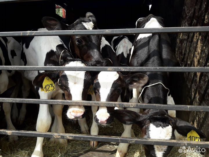 Телята бычки