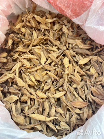 Ятрышник мужской корень