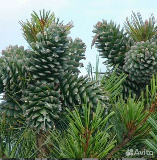 Кедр Корейский.Маньчжурский