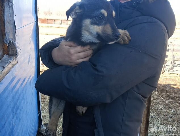 Четырехмесячный щенок Гарик