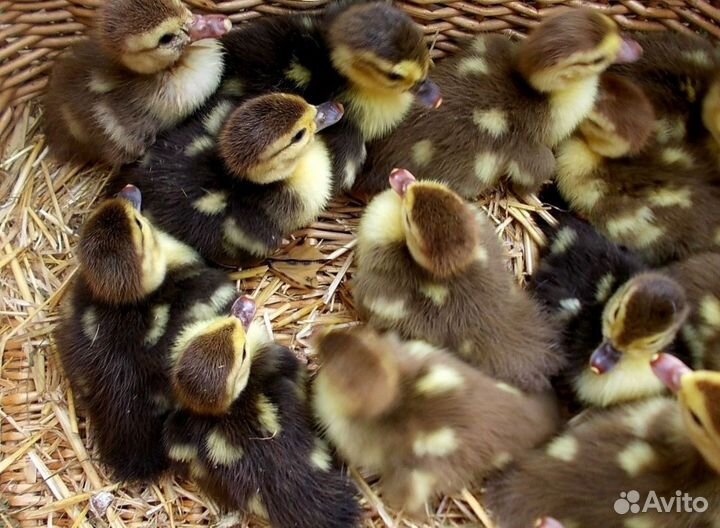 Индоутята, утята