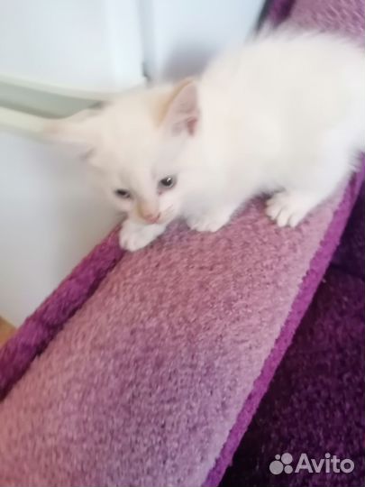 Коты в добрые руки