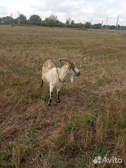 Козы и козел