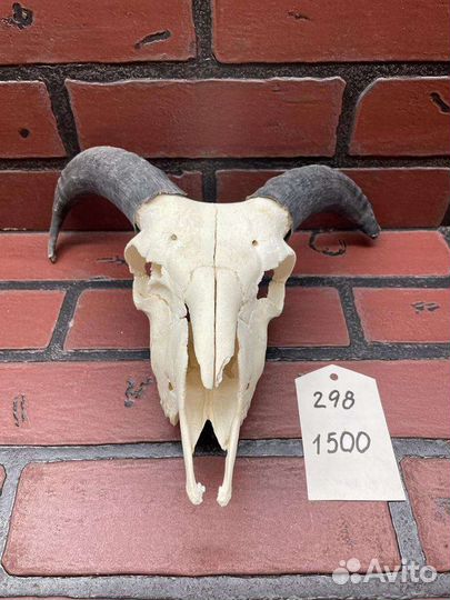 Череп барана