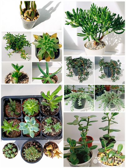 Суккуленты