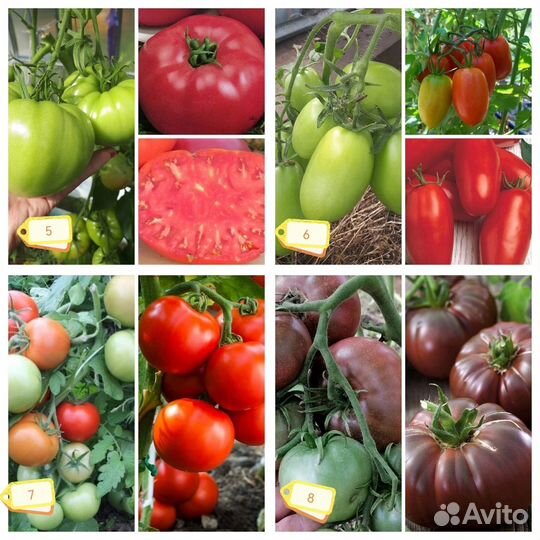 Семена томатов