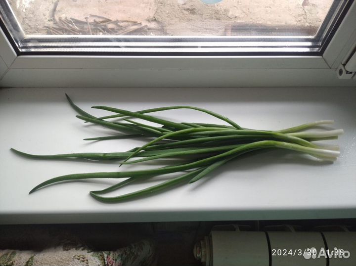 Саженцы клубники, малины, смородины, крыжовник