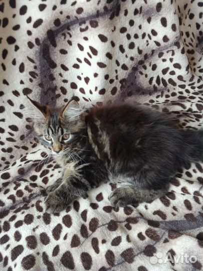 Мейн-кун девочка