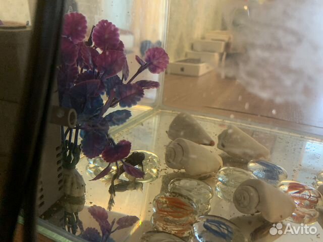 Рыбка петушок самец и 2 сомика