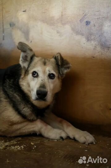 Спасите собаку из приюта