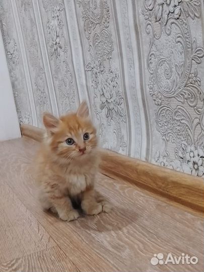 Отдам двух симпотичных, ласковых кошечек