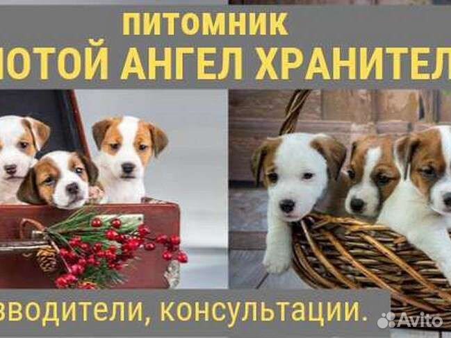 Вязка джек Рассел терьер