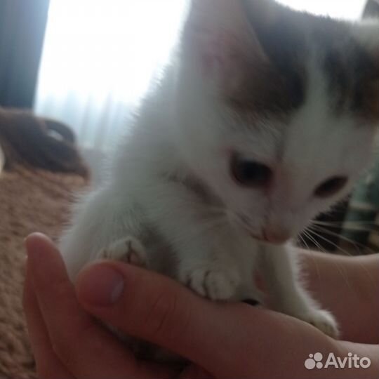 Кошка в дар бесплатно