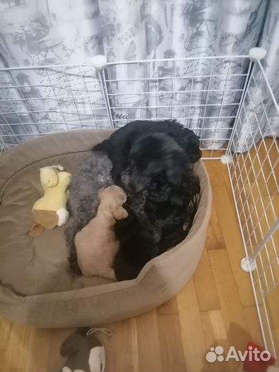 Щенки той - пуделя