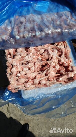 Трубчатая кость