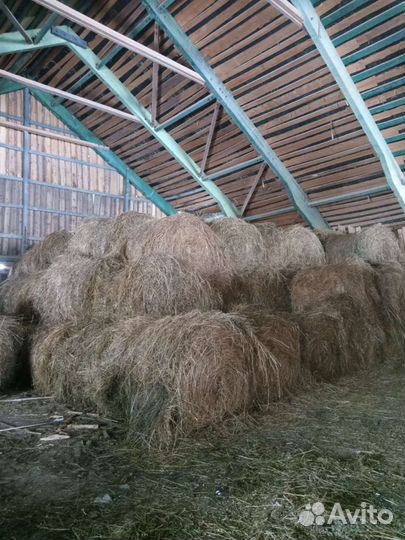 Продам сено в рулонах