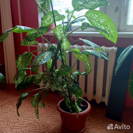 Диффенбахия