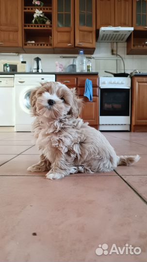 Мальтипу ф1