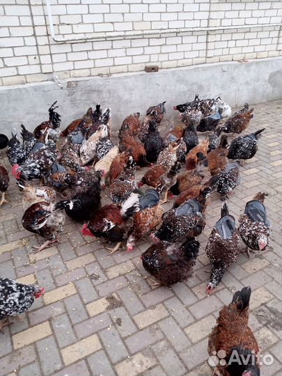 Куры петухи