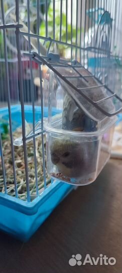 Волнистый попугай радужный опалин