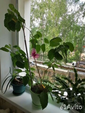 Цветок Розан