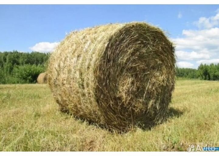 Продам сено в рулонах свежий укос