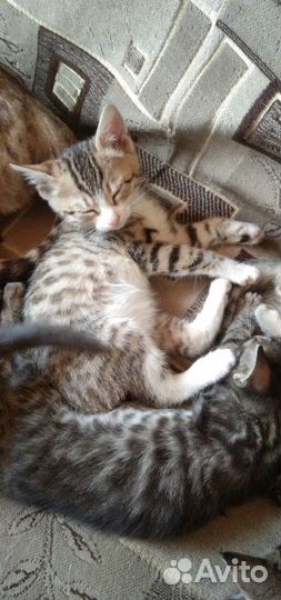 Бенгальская