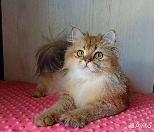 Британская кошка