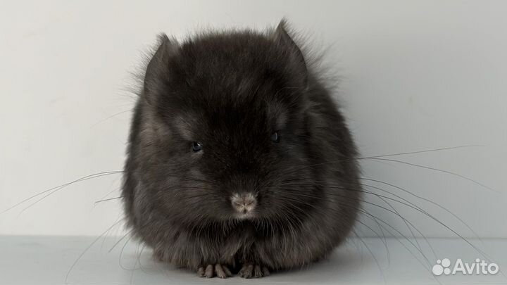 Шиншилла черная девочка