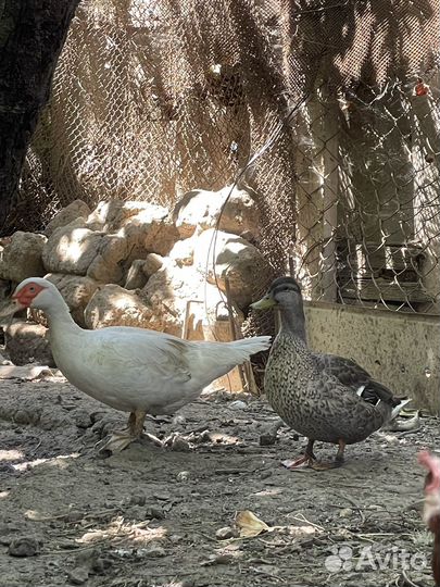 Инда утка самка