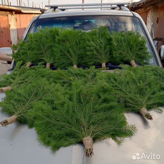 Веники для бани пихта