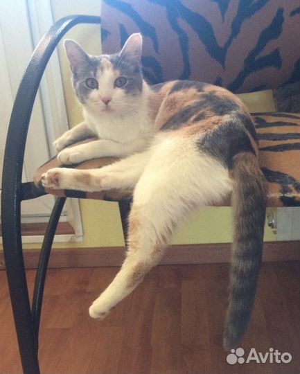 Плюшевая Бланка - игривая красотка в добрые руки