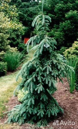 Ель glauca 'Filip's Weeping Wonder'