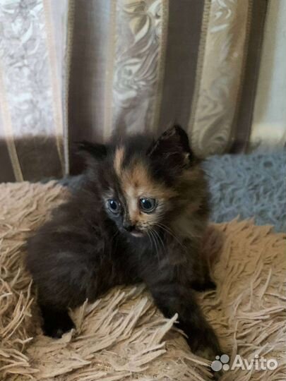 Котята бесплатно