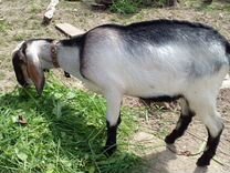 Кармалы. нубийский козел