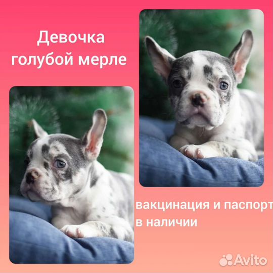 Цветные французы