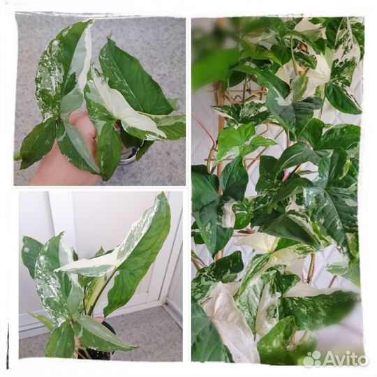 Сингониум Imperial White