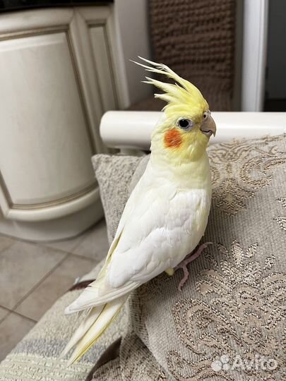 Корелла попугай