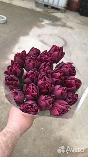 Тюльпаны оптом сорт world bowl