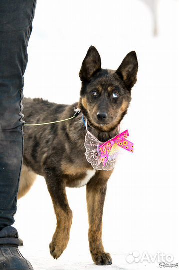 Щенок ищет дом