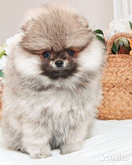 Померанский шпиц девочка медвежонок